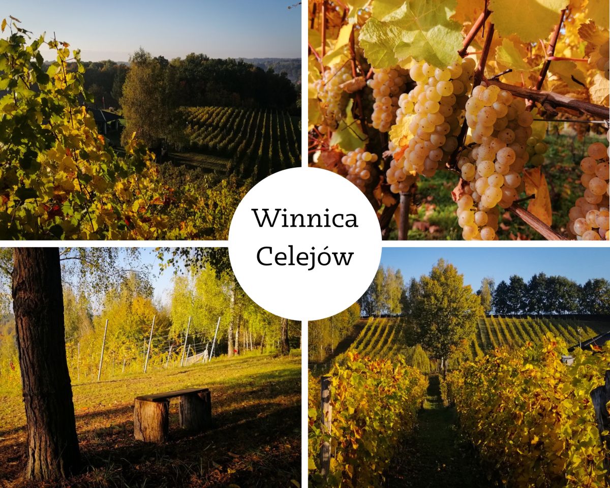 Winnica Celejów