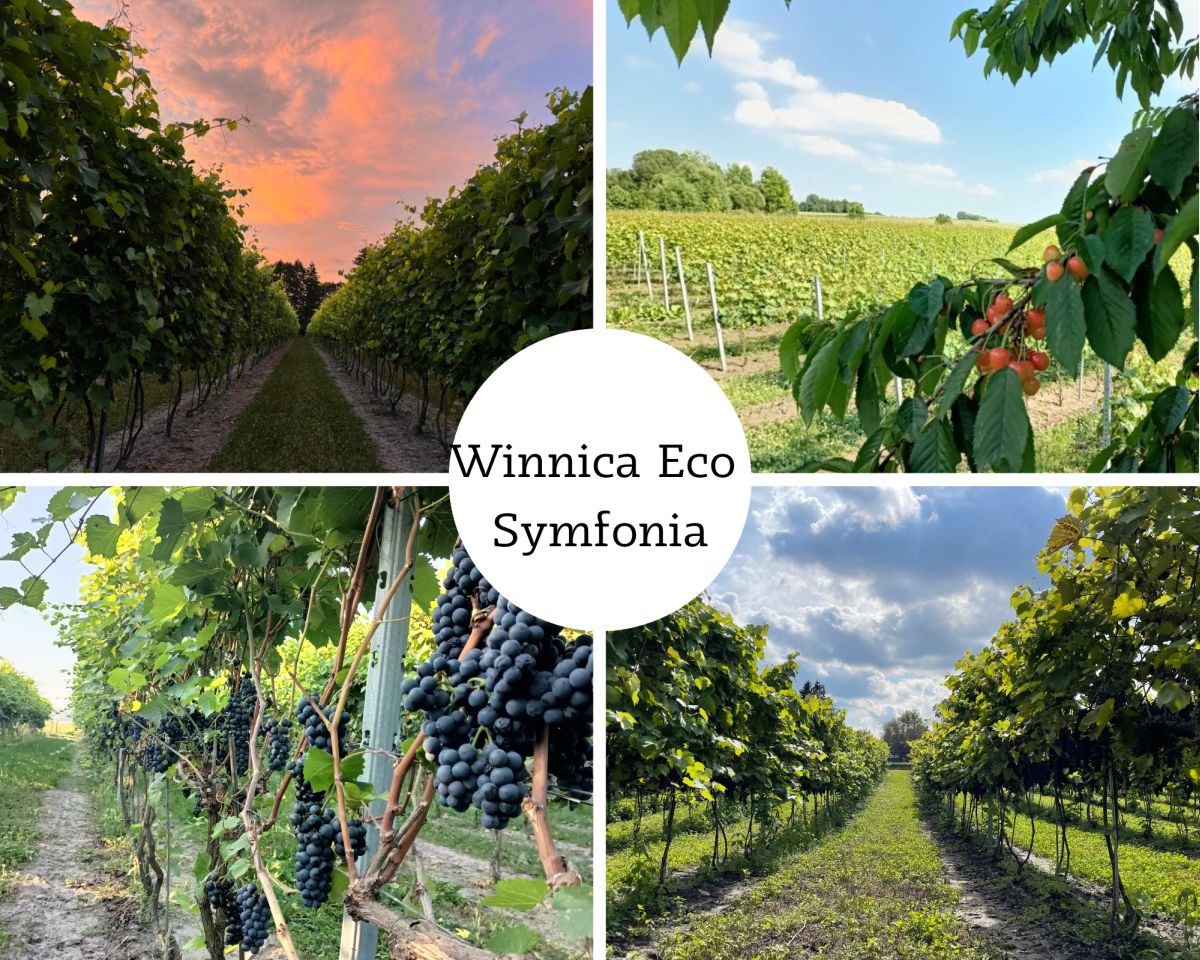 Winnica Eco Symfonia