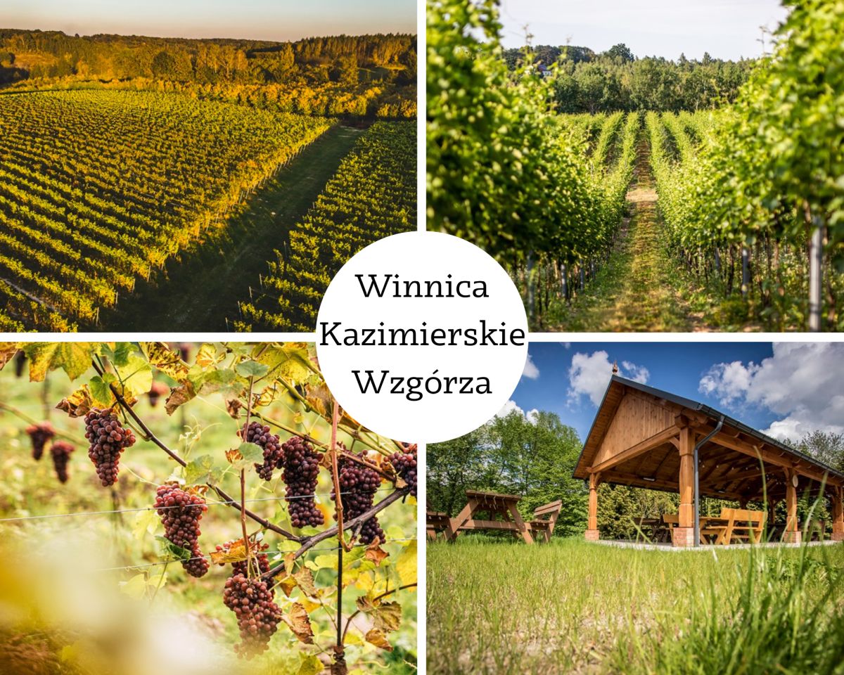 Winnica Kazimierskie Wzgórza