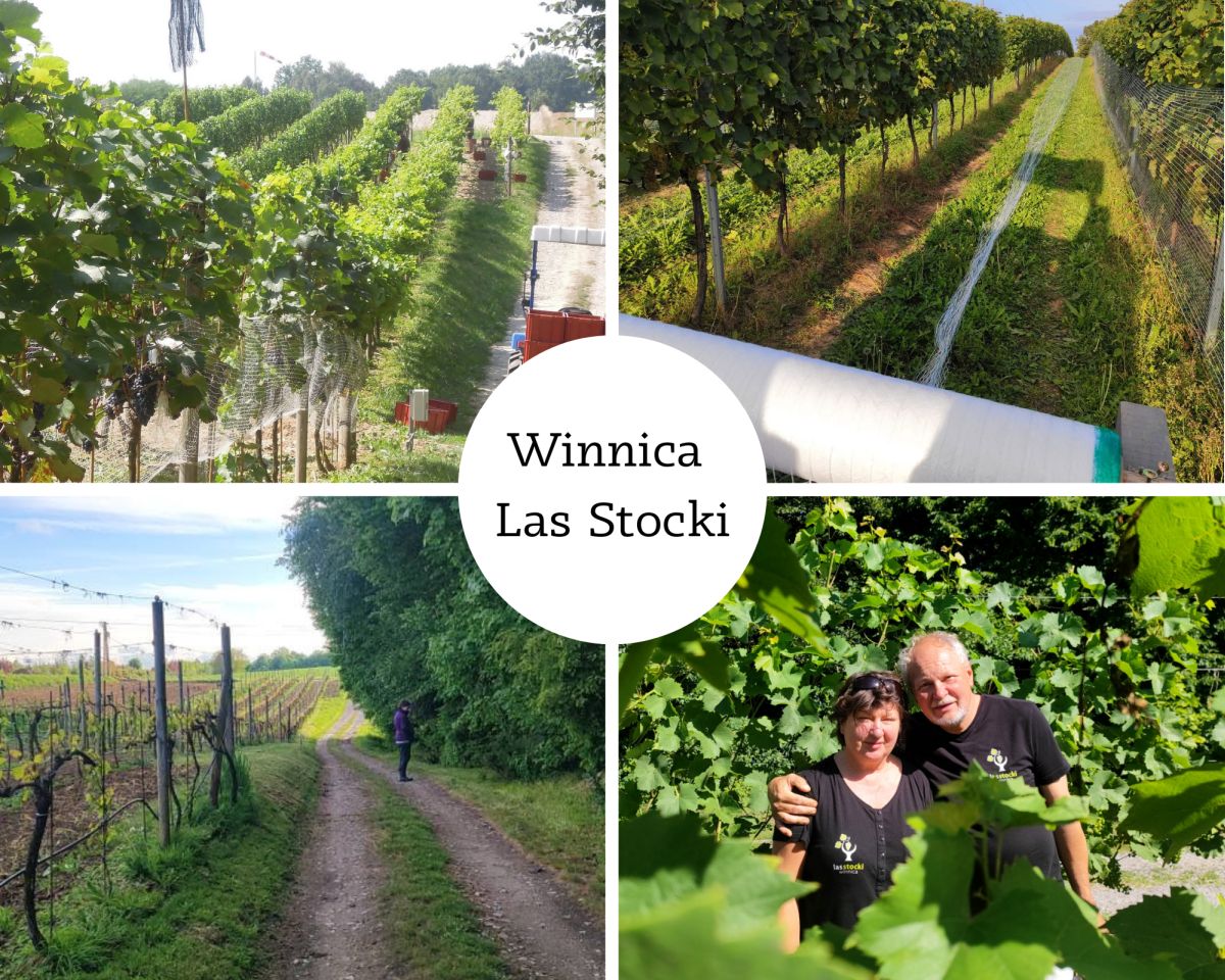 Winnica Las Stocki1