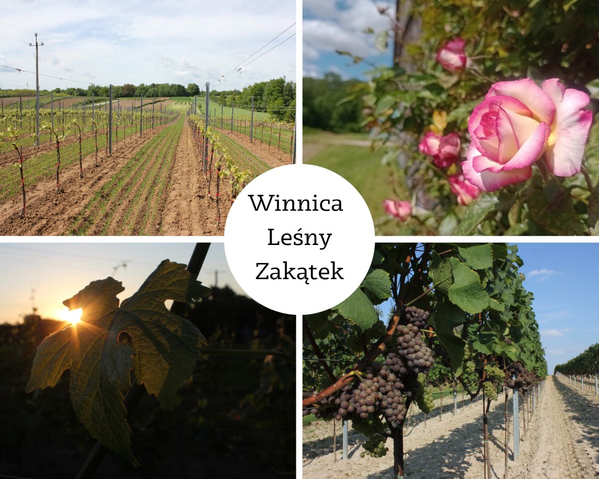 Winnica Lesny Zakatek