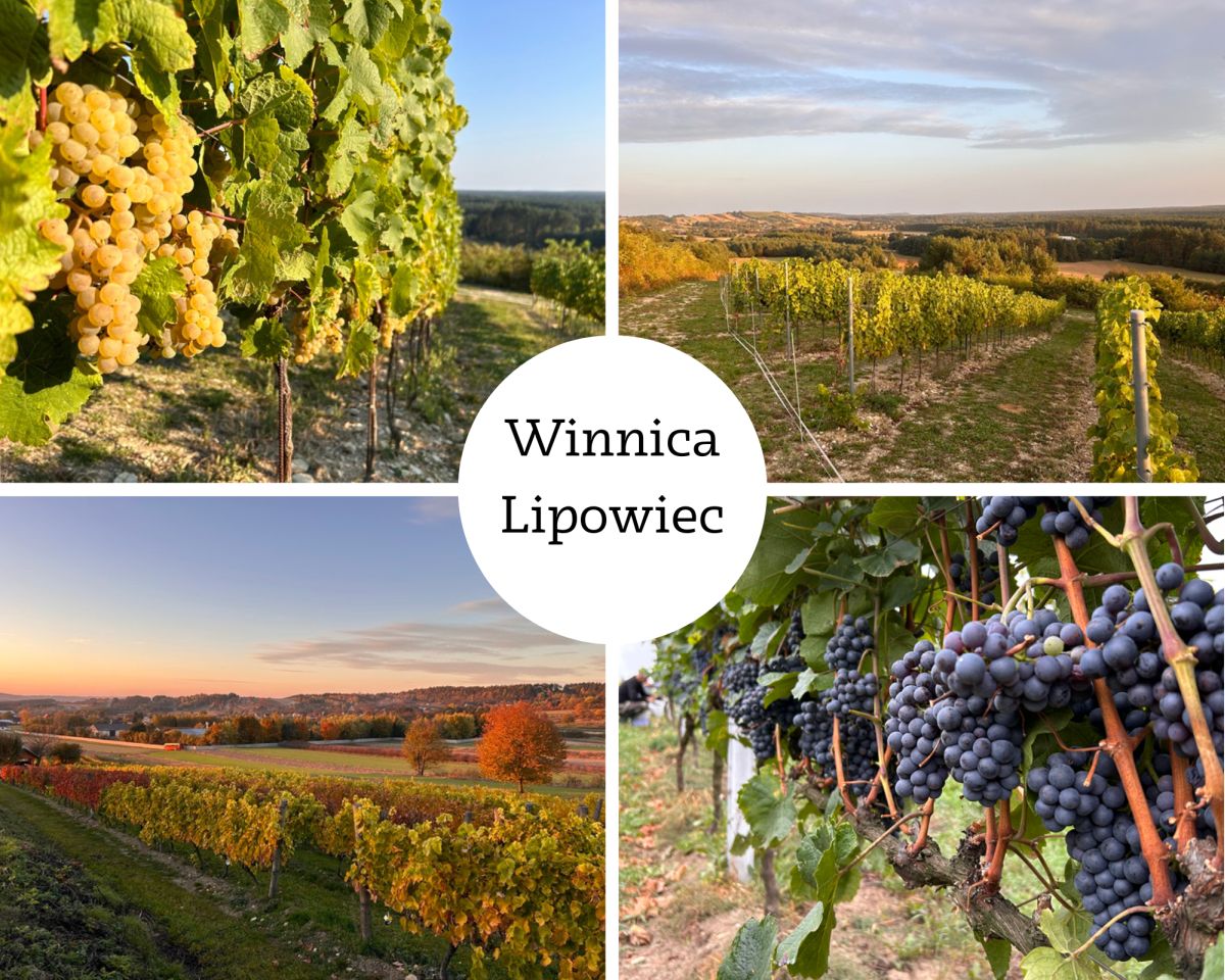 Winnica Lipowiec