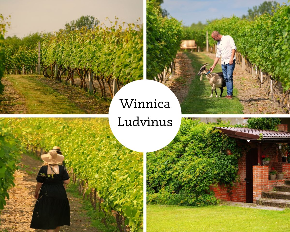 Winnica Ludvinus