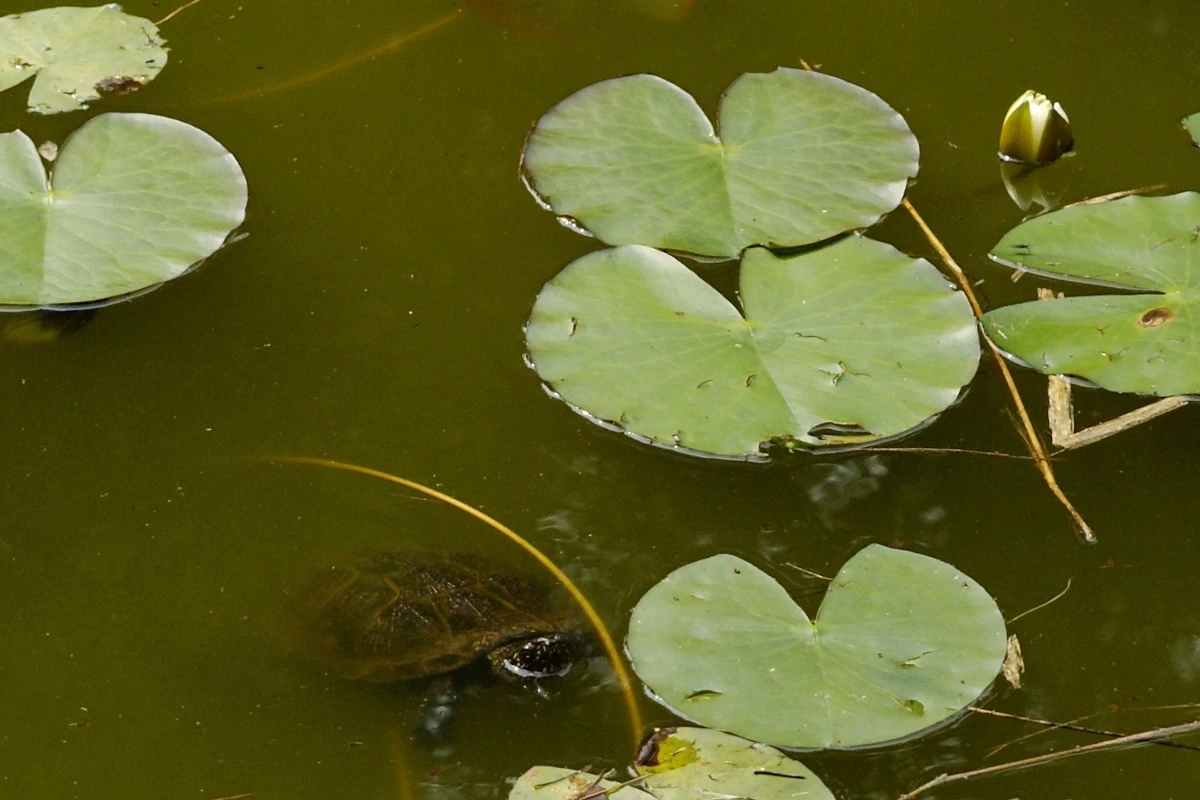 poleski park narodowy 03 3x2