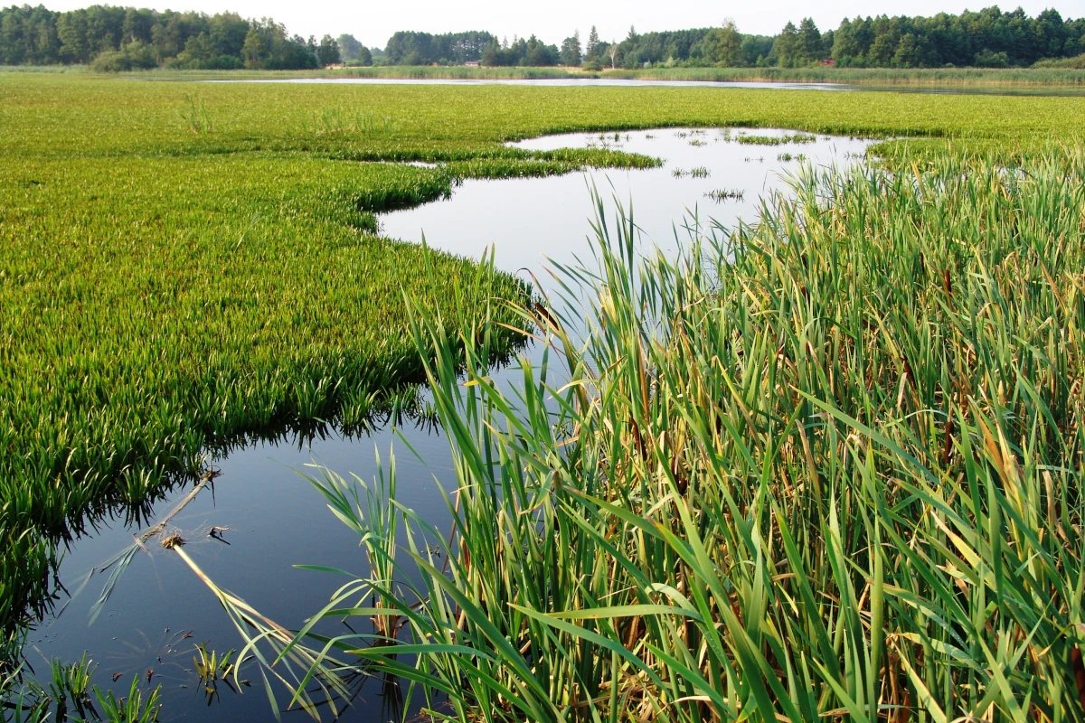 poleski park narodowy 05 3x2