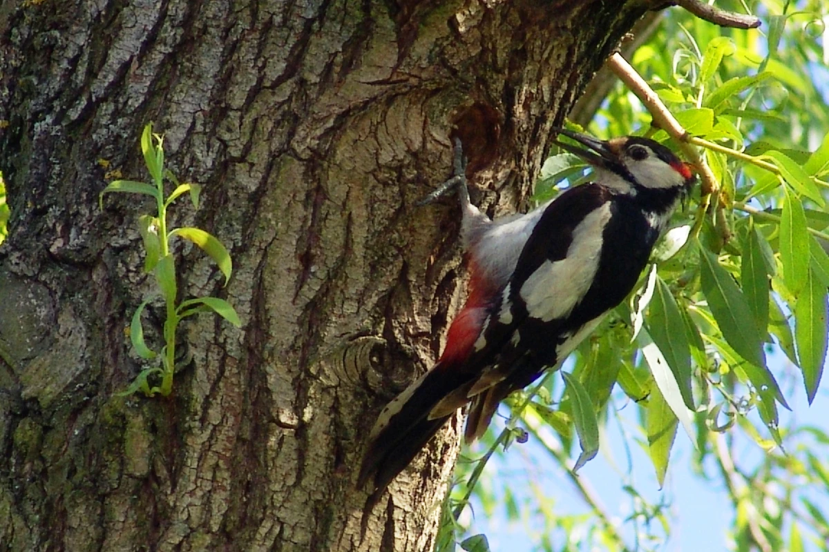poleski park narodowy 06 3x2