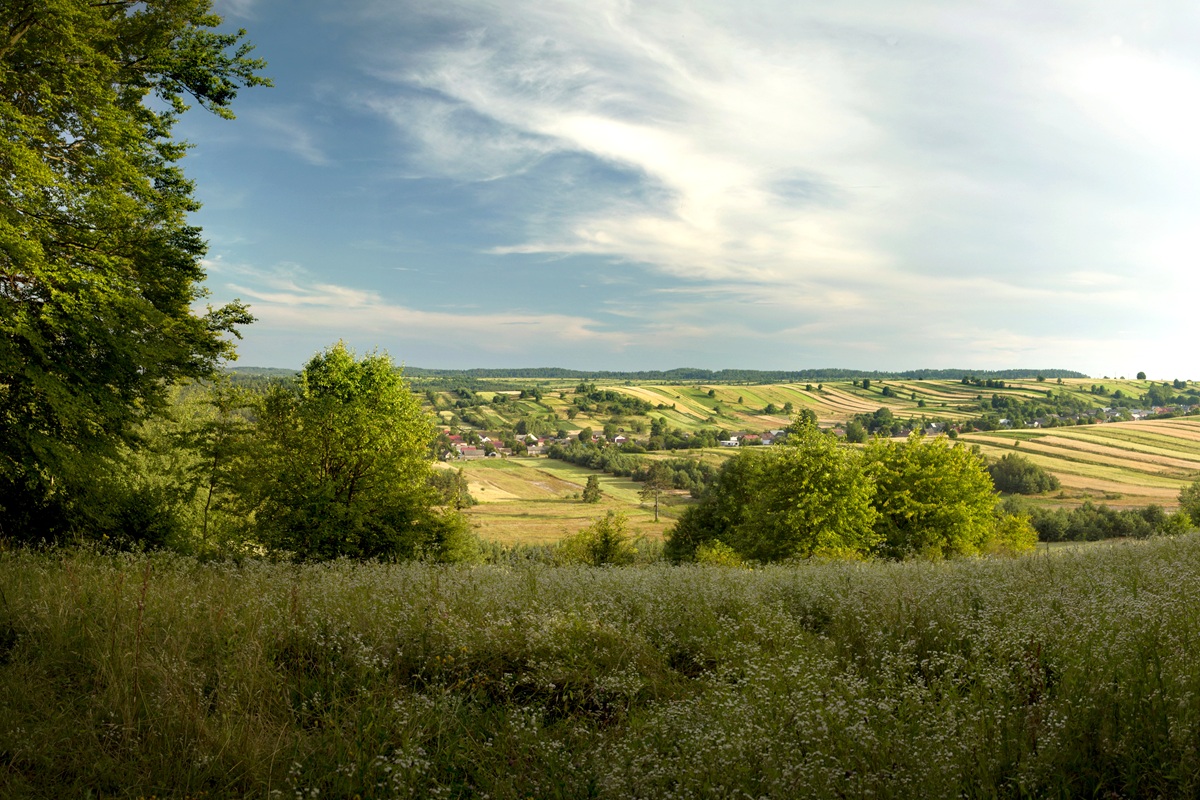Bukowa GóraSochy50°35'27.2"N 22°57'23.1"E